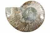 Cut & Polished Ammonite Fossil (Half) - Madagascar #364902-1